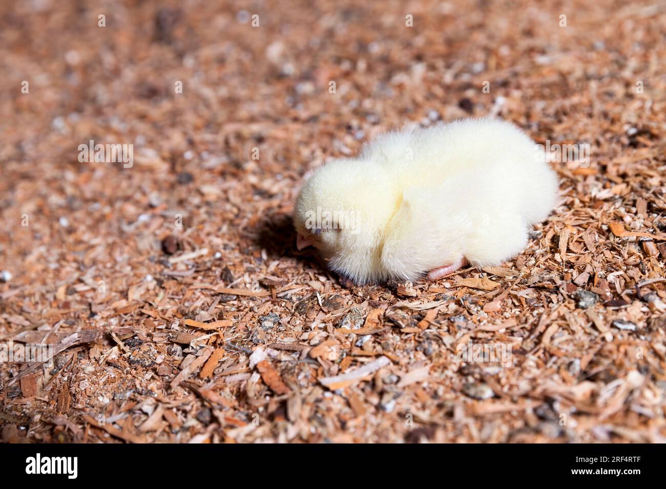 chicken chicks at a poultry farm where broiler chicken is raised for