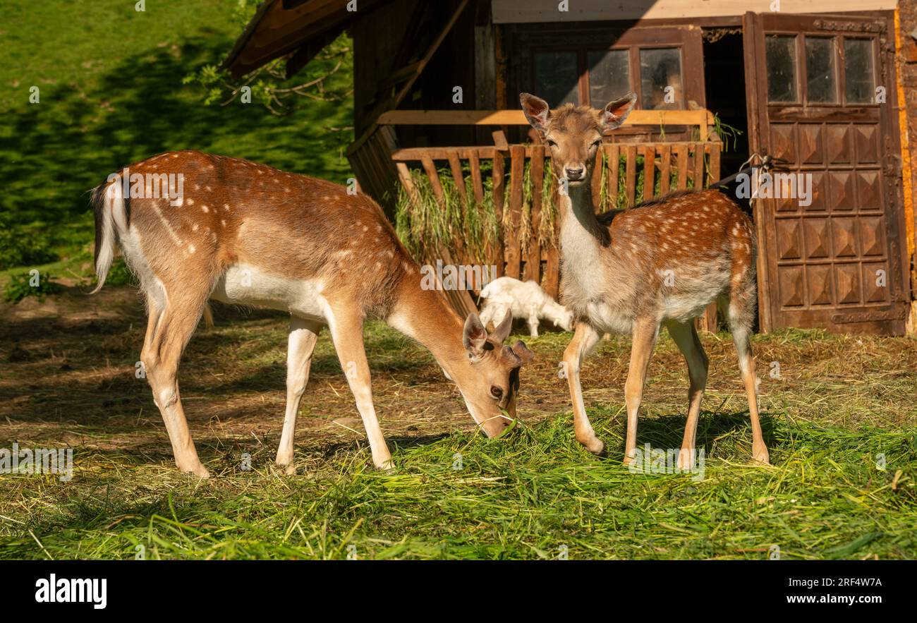 Fallow deer with other animals in the farm's enclosure Stock Photo