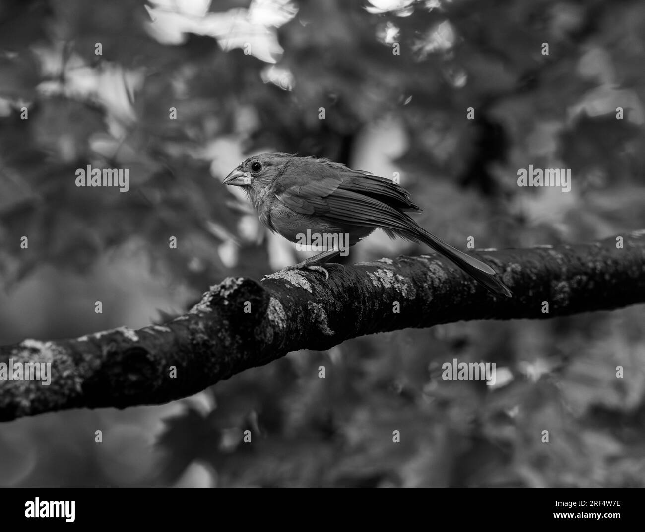 Northern cardinal Black and White Stock Photos & Images Alamy