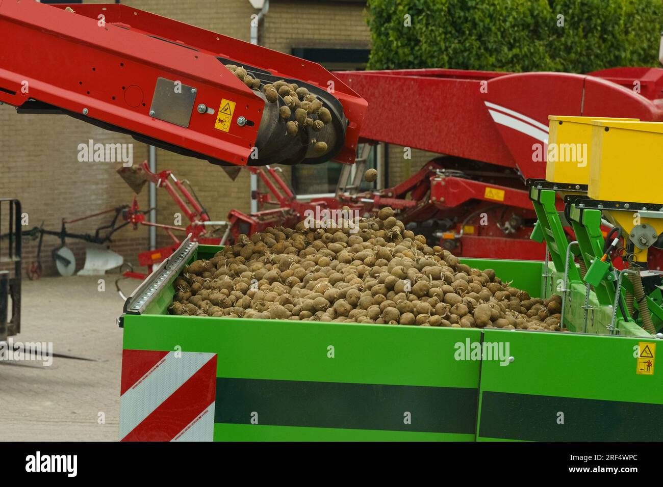 A potato belt conveyor transports potatoes to a tractor seeder tank. Close-up. Stock Photo