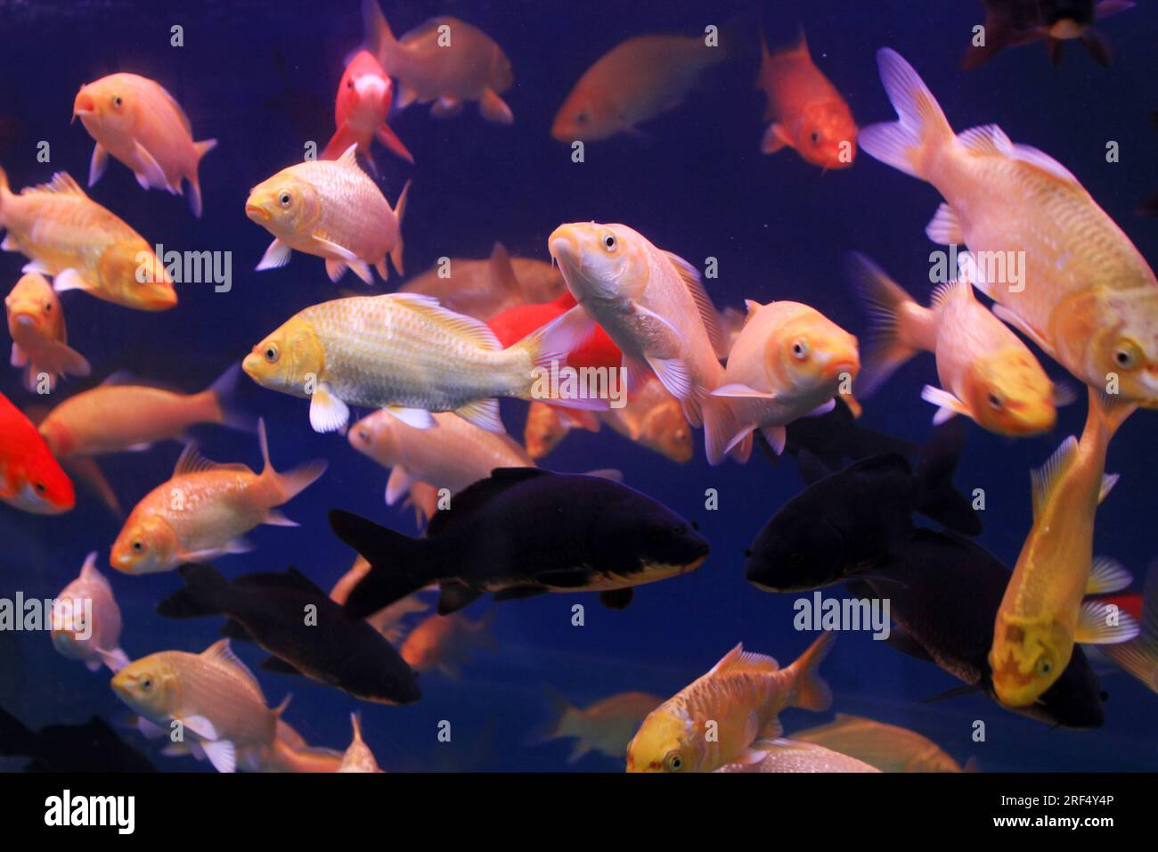 closeup of tropical fish in a aquarium Stock Photo Alamy