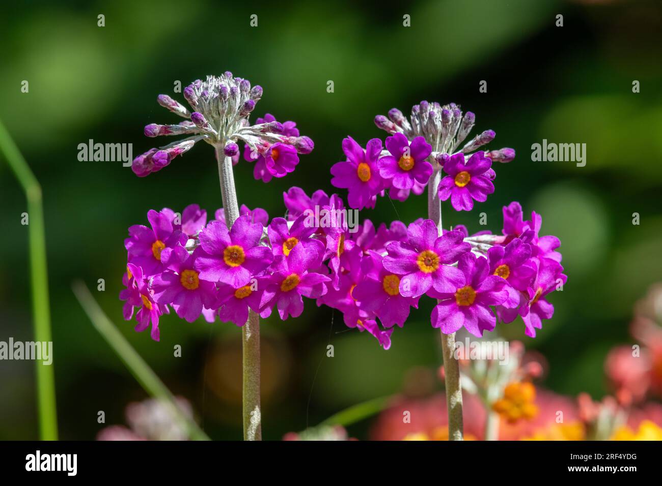 Close up of candelabra primrose (primula bulleyana) flowers in bloom Stock Photo