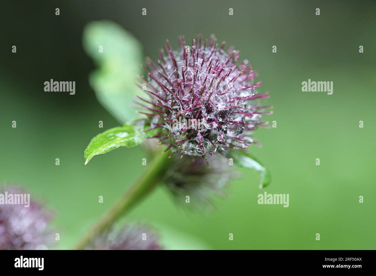 Common Burdock flower and seed heads covered in water droplets, Arctium, lappa, Arctium minus, Northern England, UK Stock Photo