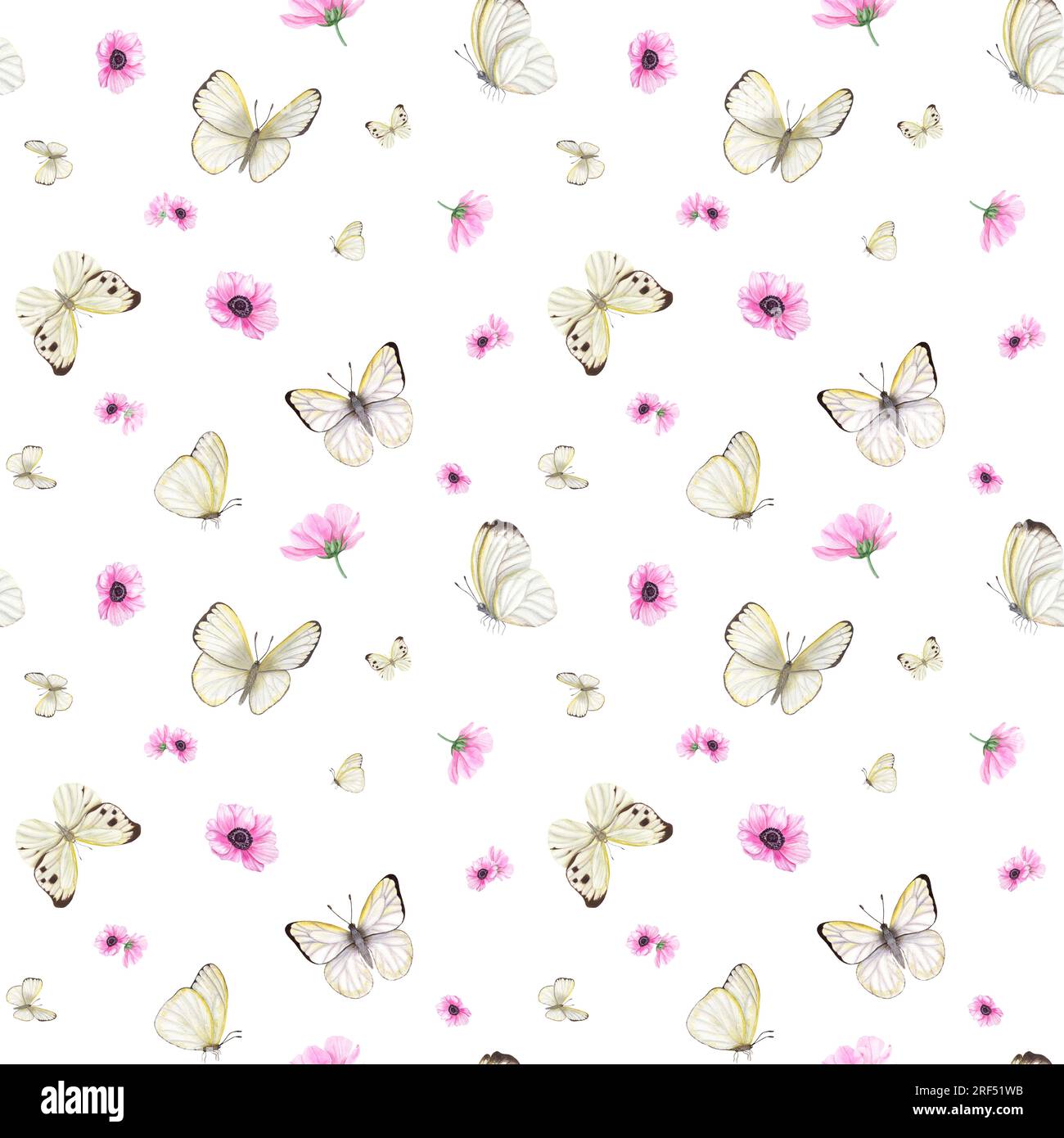 Flying white butterflies among pink anemone flowers isolated on white