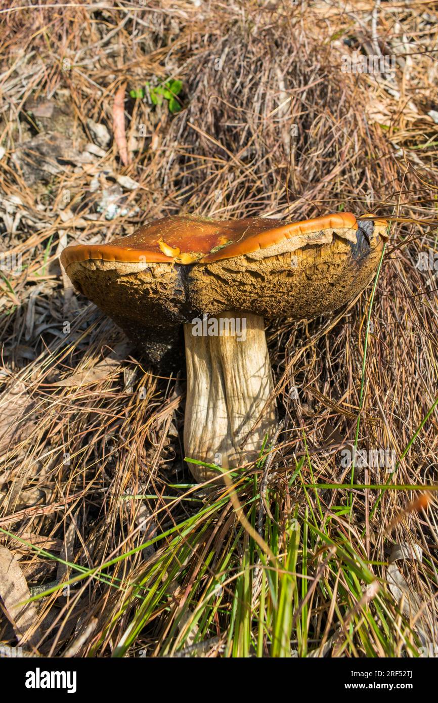 Old Boletus Edulis mushroom (aka Penny Bun) in Sao Francisco de Paula, South of Brazil Stock Photo