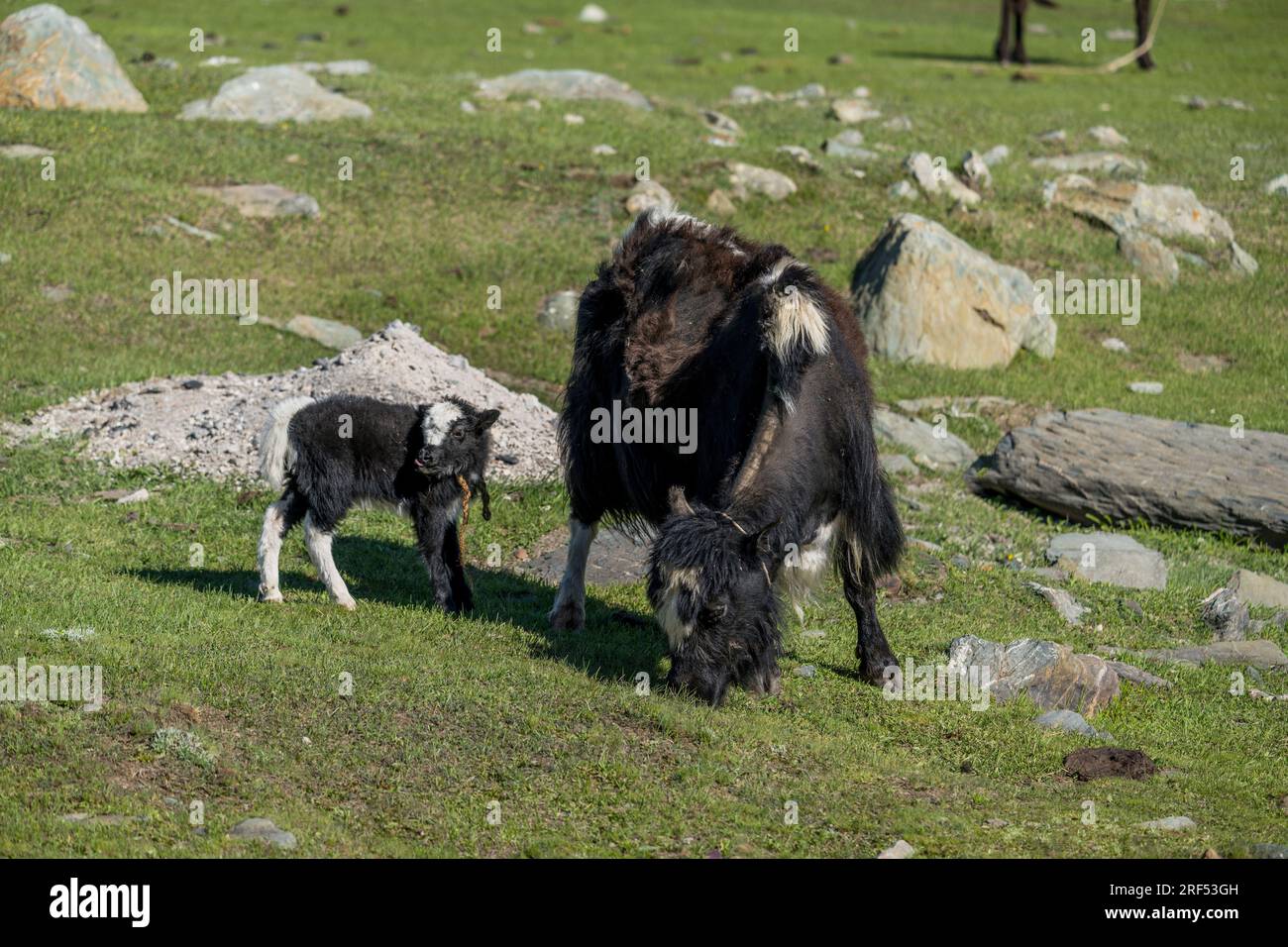 A Yak mother with a newly born calf in a remote valley in the Altai Mountains (Altay Mountains) near Altai Sum about 200 kilometers from Ulgii (Ölgii) Stock Photo