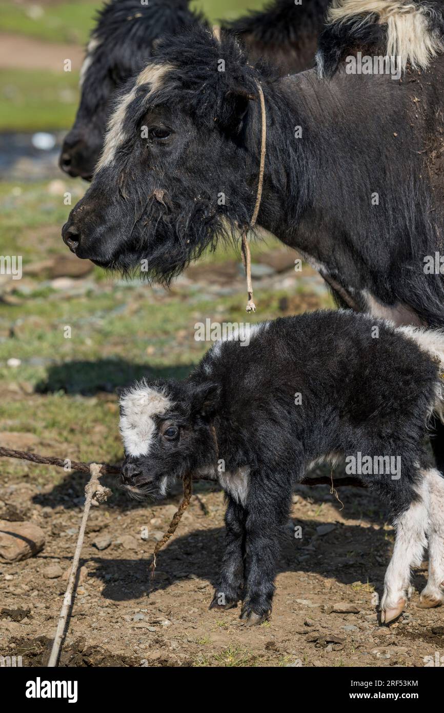 A Yak mother with a newly born calf in a remote valley in the Altai Mountains (Altay Mountains) near Altai Sum about 200 kilometers from Ulgii (Ölgii) Stock Photo