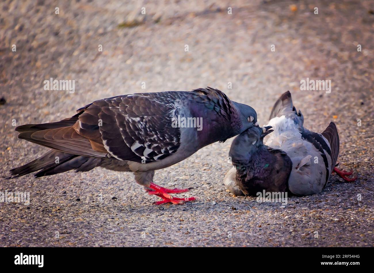 A rock pigeon (Columba livia) tries to revive its dead mate, May 11, 2023, in Pascagoula, Mississippi. Stock Photo