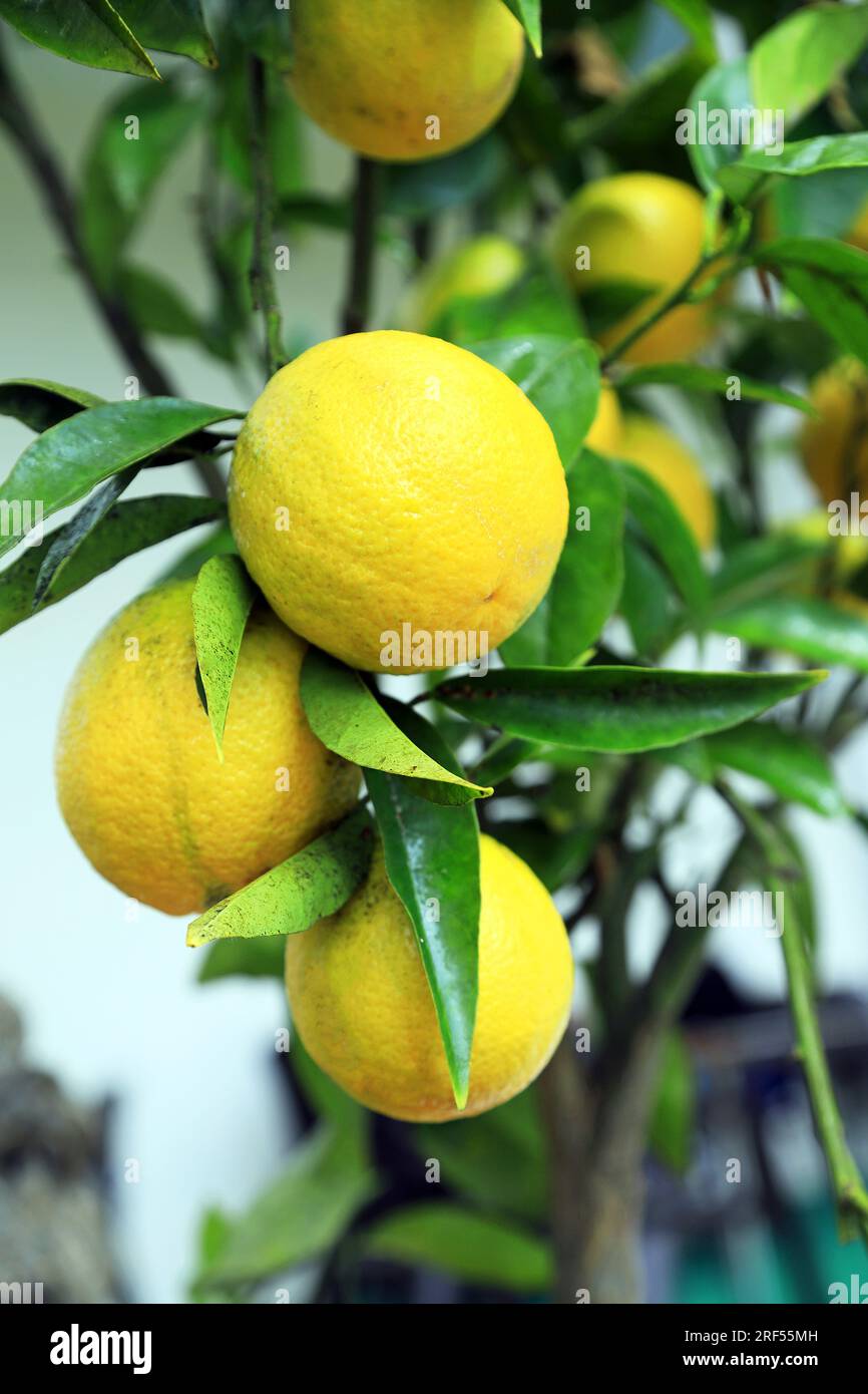 Lemons on a tree Stock Photo