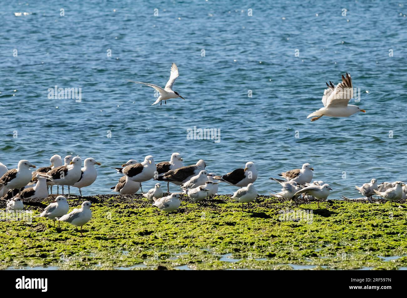 Sea birds flock, Patagonia, Argentina. Stock Photo