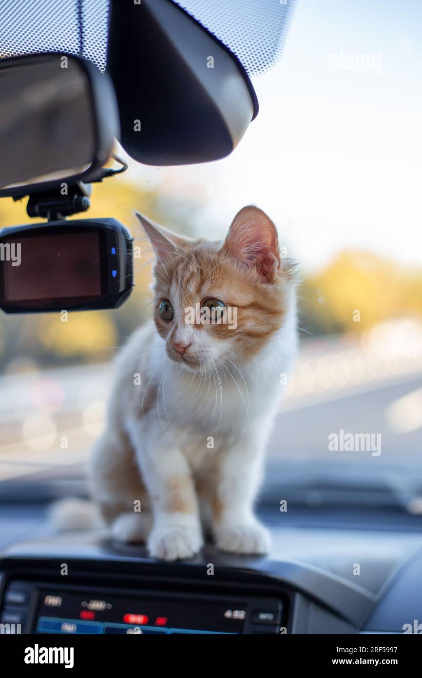 Cute ginger kitten on the dashboard in the car. Transportation and