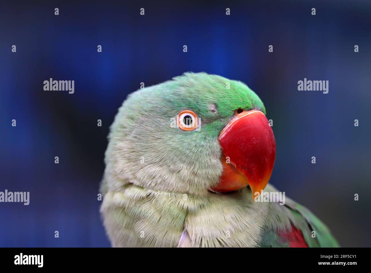 Parrot mouth hires stock photography and images Alamy
