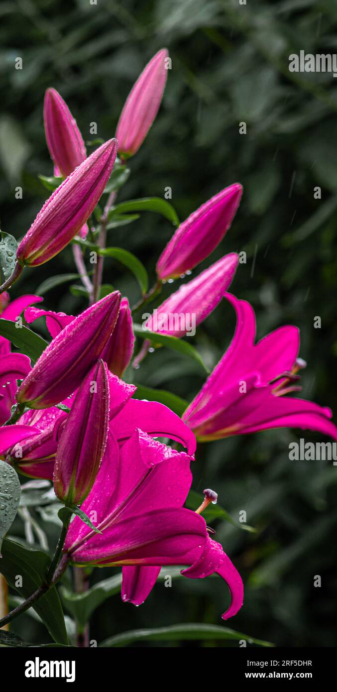 A pink Tree Lily in bud and bloom Stock Photo