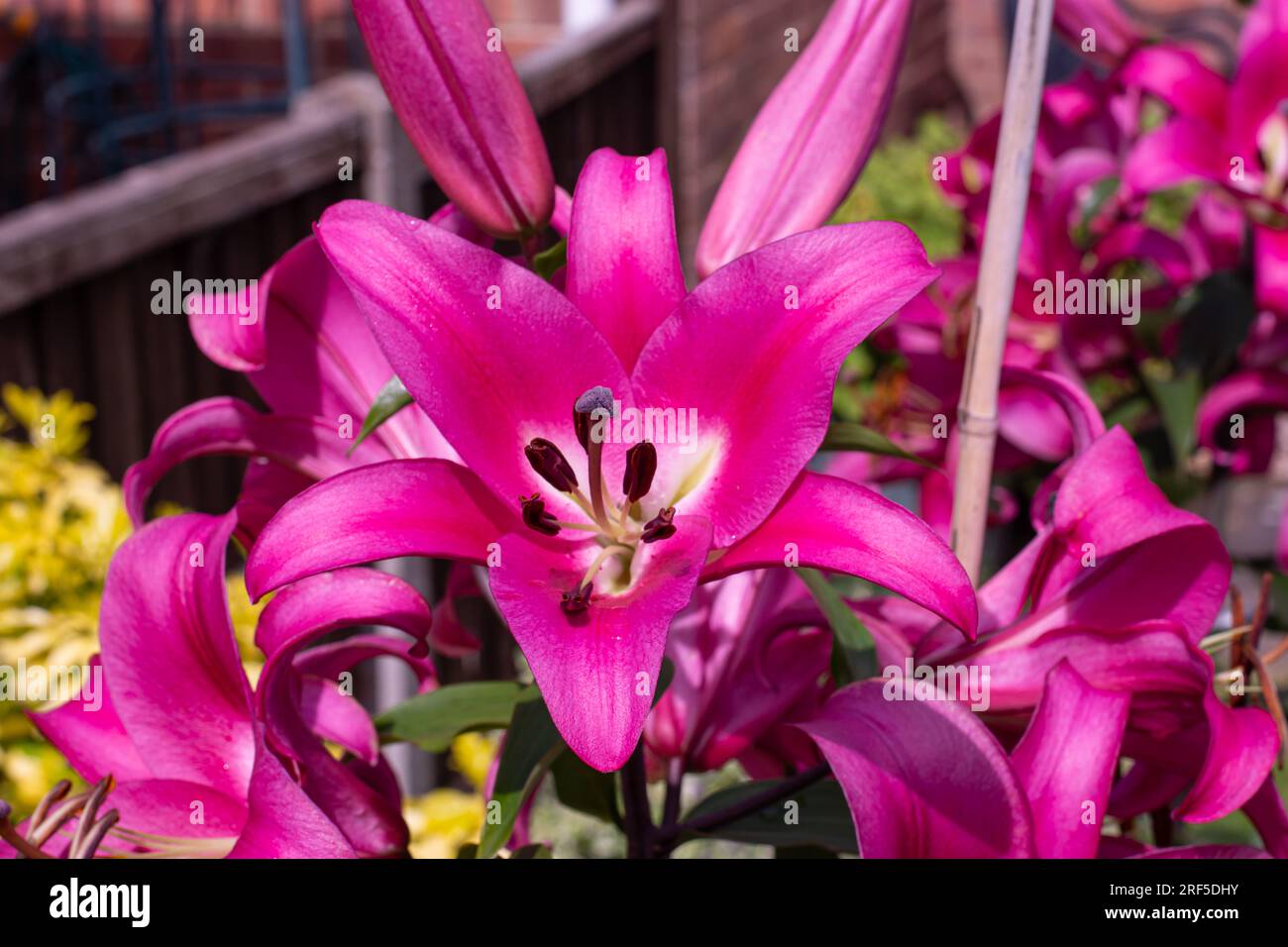 A Tree Lily in full bloom Stock Photo