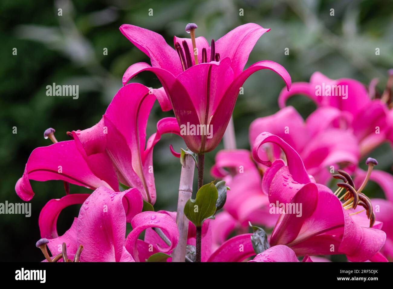A pink explosion tree lily in bloom Stock Photo