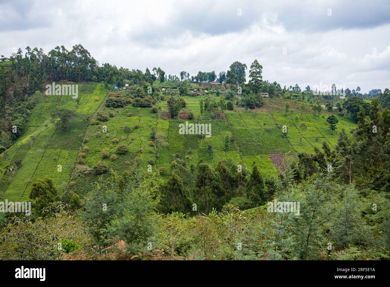 Nature Landscape showing tree leaves plantations width trees in Kenya