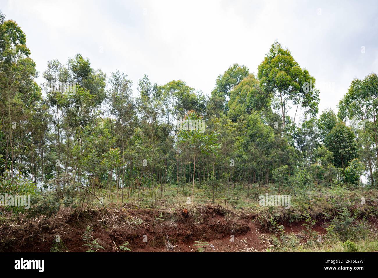 Nature Landscape showing tree leaves plantations width trees in Kenya