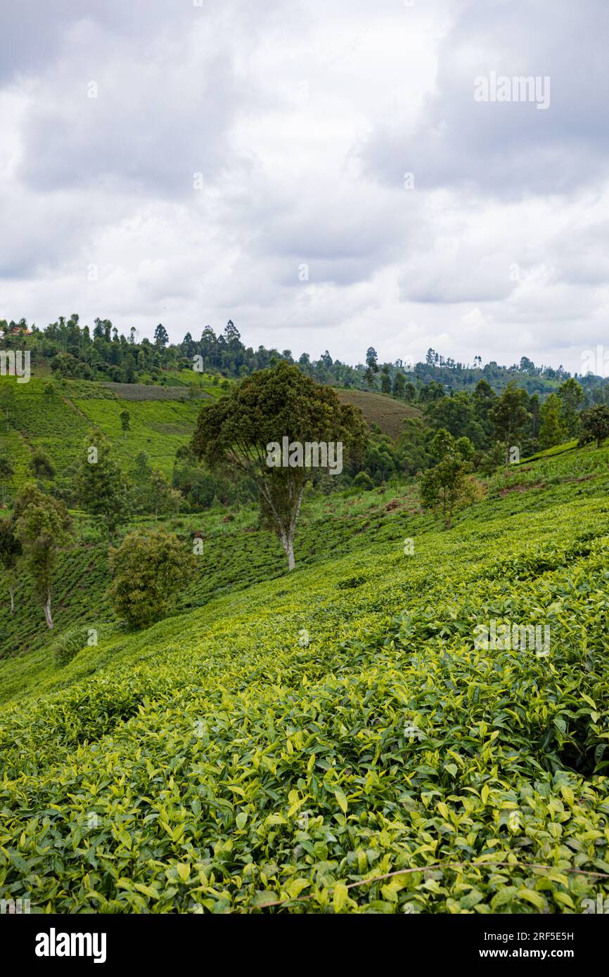 Nature Landscape showing tree leaves plantations width trees in Kenya ...