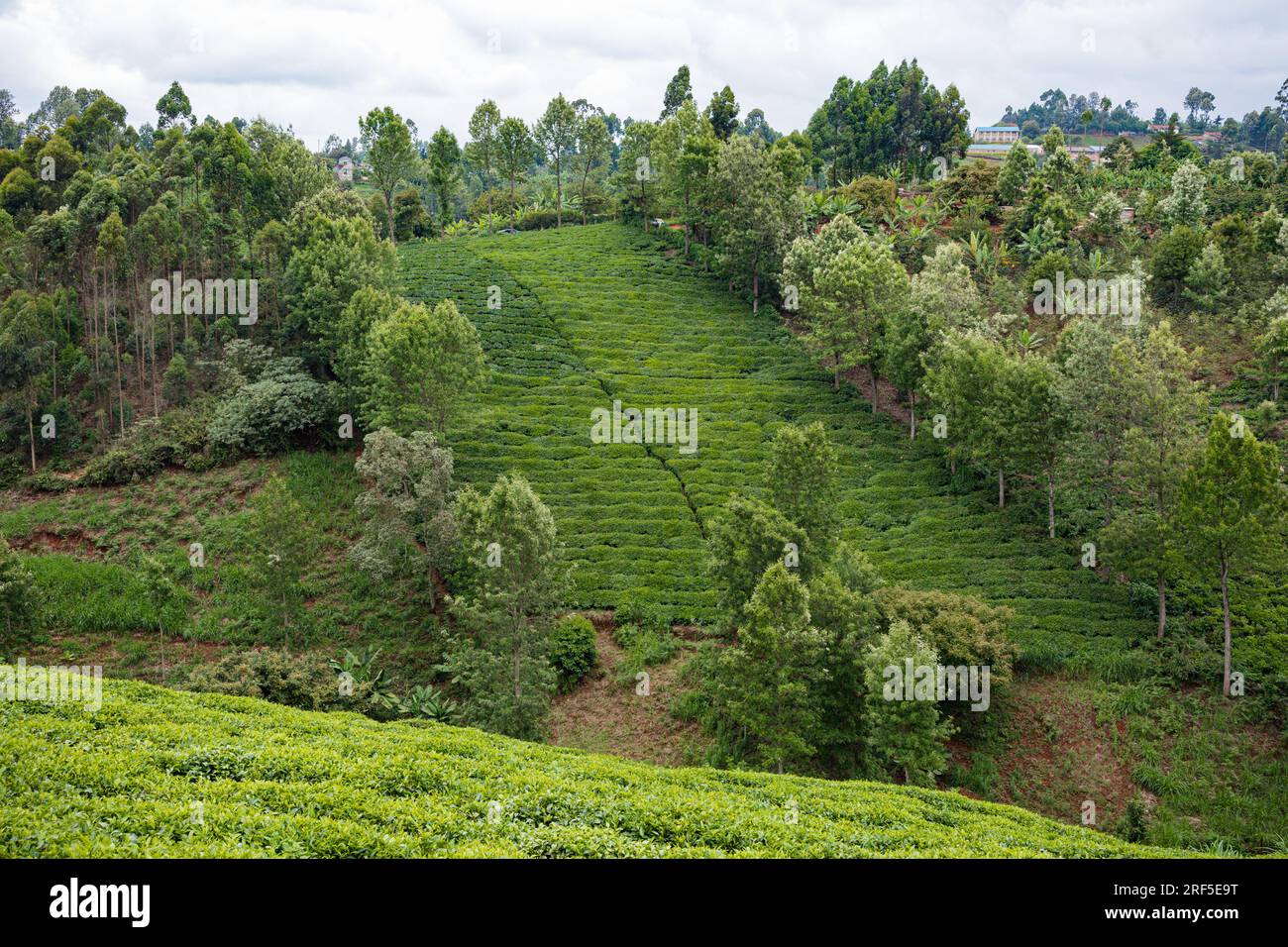 Nature Landscape showing tree leaves plantations width trees in Kenya