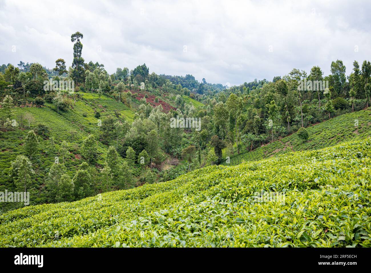 Nature Landscape showing tree leaves plantations width trees in Kenya
