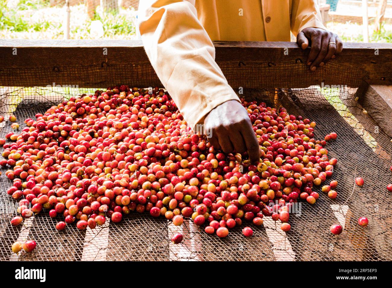 Red Coffee Beans Coffee red beans raw ripe farming in Kenya East Africa