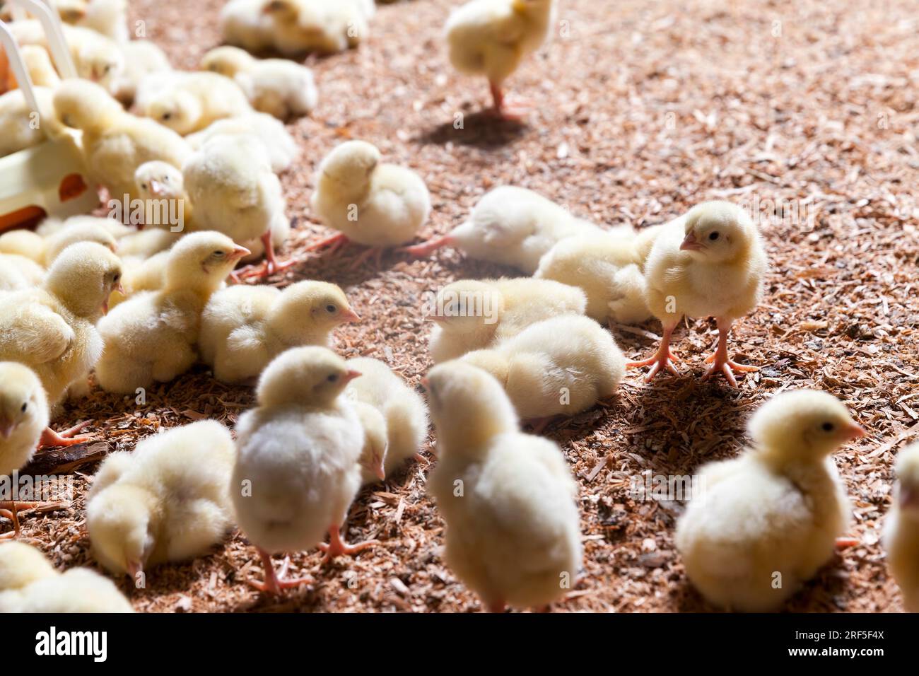 chicken chicks at a poultry farm where broiler chicken is raised for