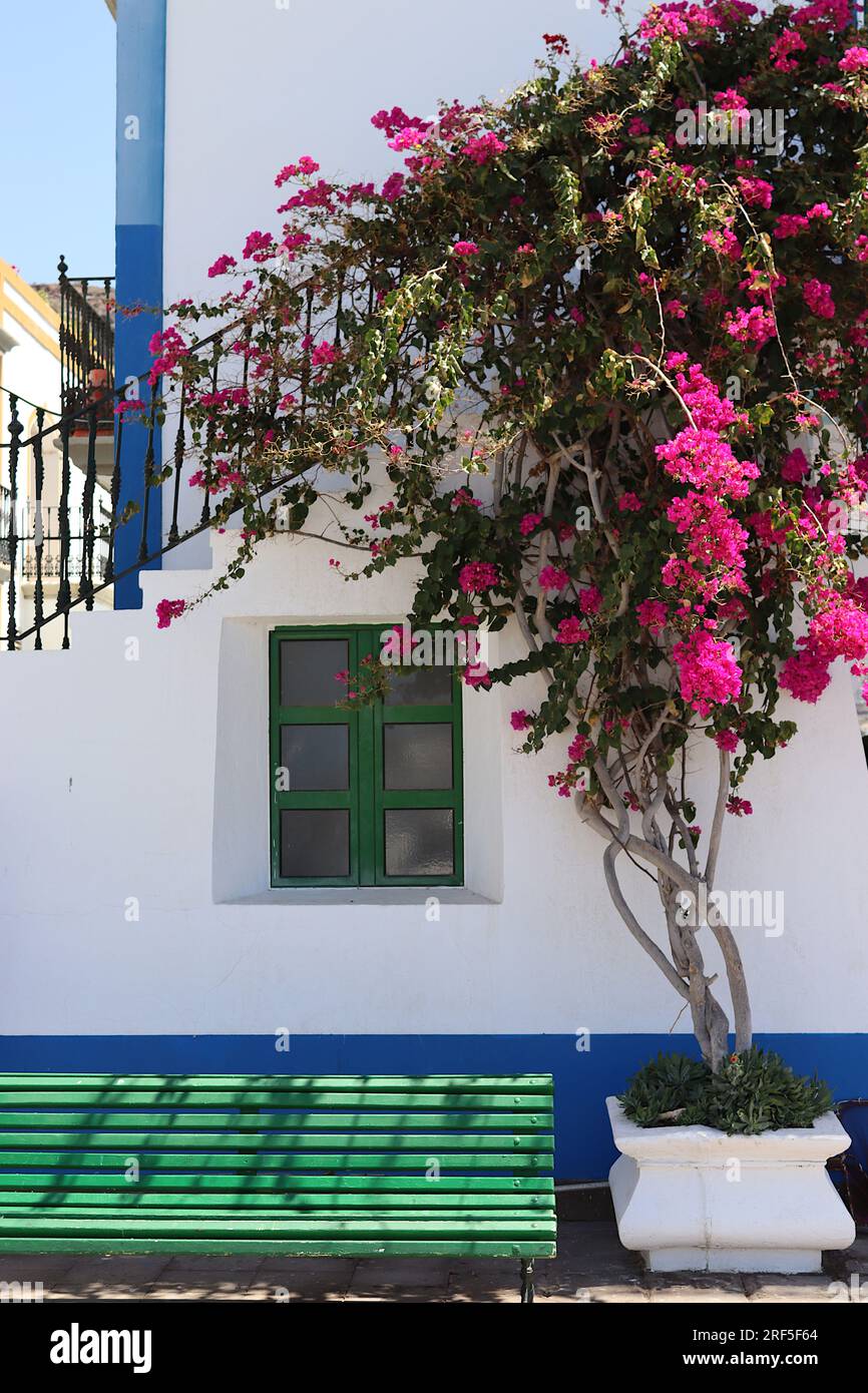 Exterior of a traditionally painted tower at the harbour entrance to Playa de Mogan, Gran Canaria, decorated with vivid pink Bougainvillea, April 2022. Stock Photo