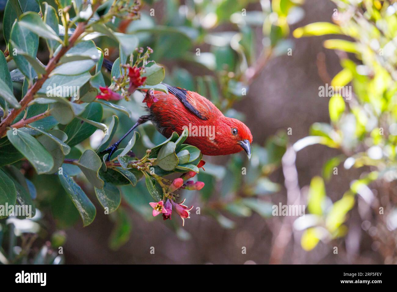 An apapane bird, Himatione sanguinea, an endemic species of Hawaiian honeycreeper feeding on a flower blossom, Hosmer Grove, Haleakala National  Park, Stock Photo