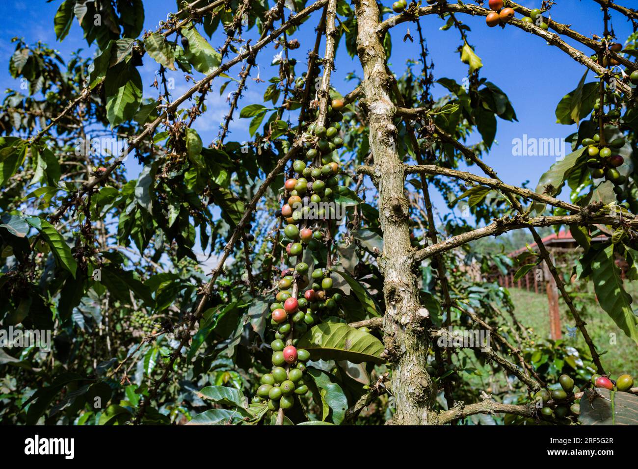 Coffee Trees plantation in Ruiru, Kiambu County, Kenya is a beverage prepared from roasted