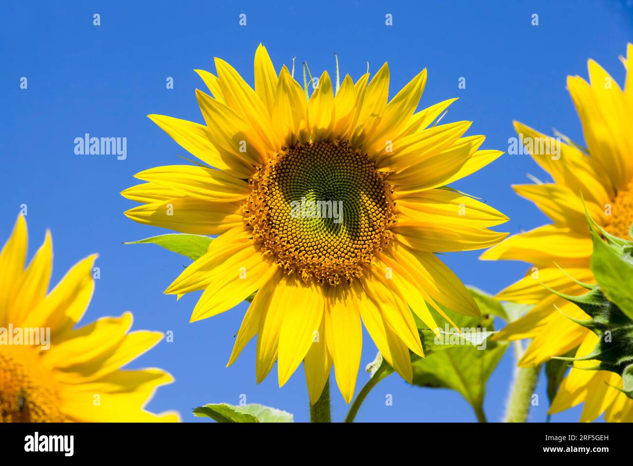 agricultural field where annual sunflowers are grown industrially
