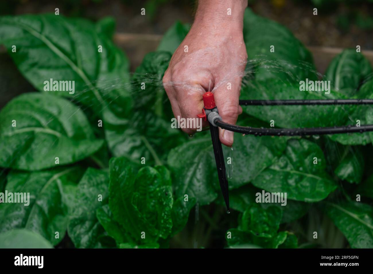 Drip irrigation installation.Drip hose and sprinkler in male hands on a