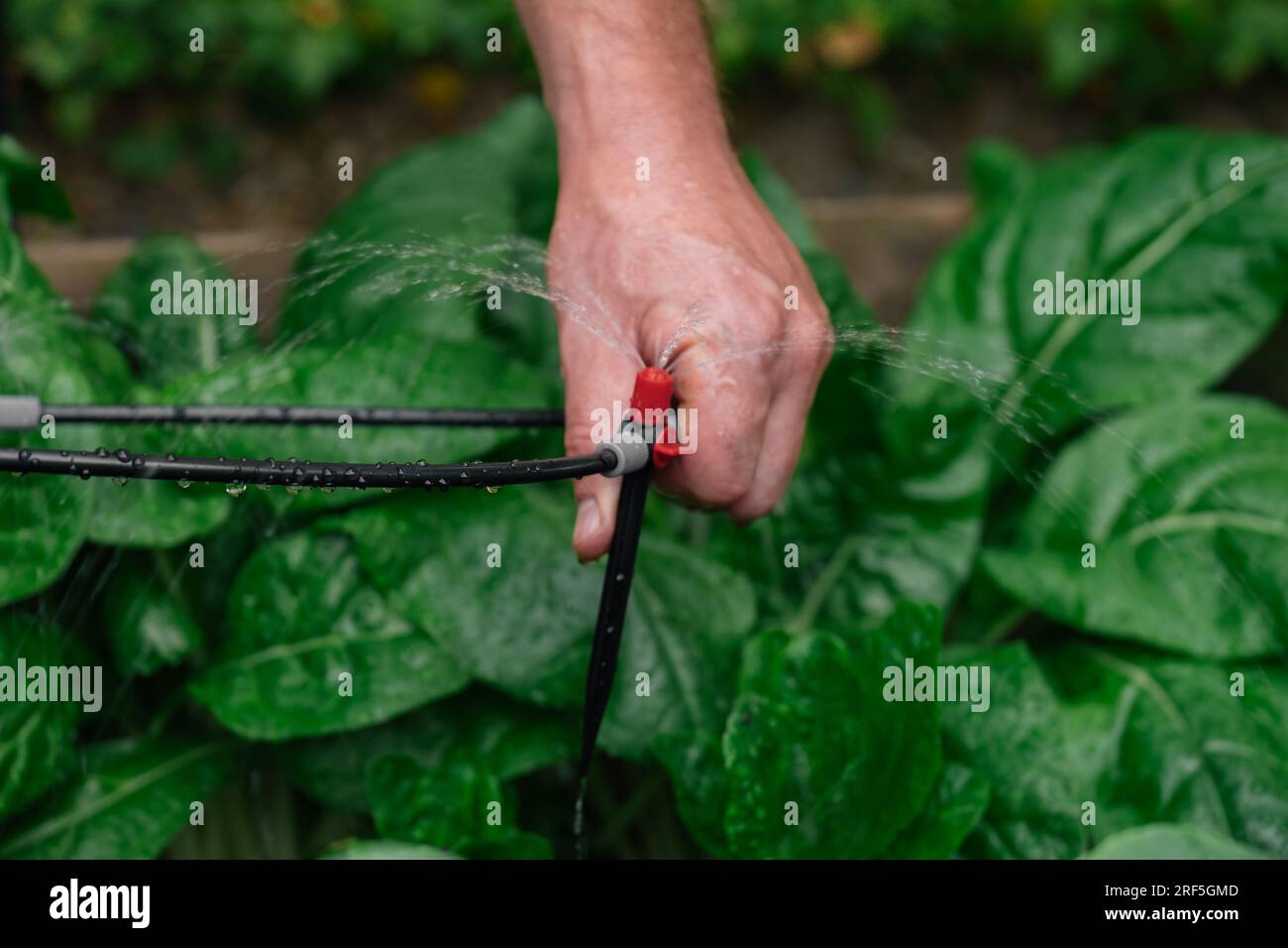 Drip hose and sprinkler in male hands on a garden bed with green chard