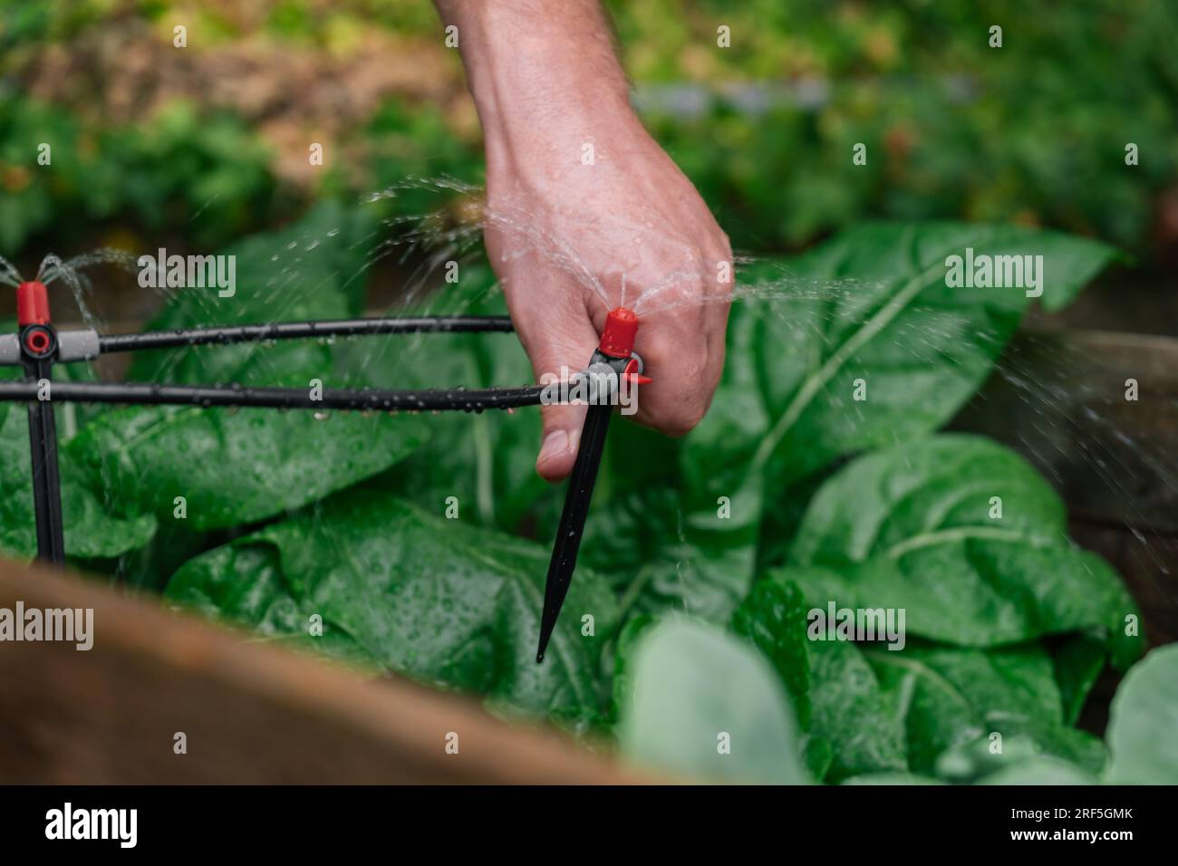 Drip irrigation installation.Drip hose and sprinkler in hands on a