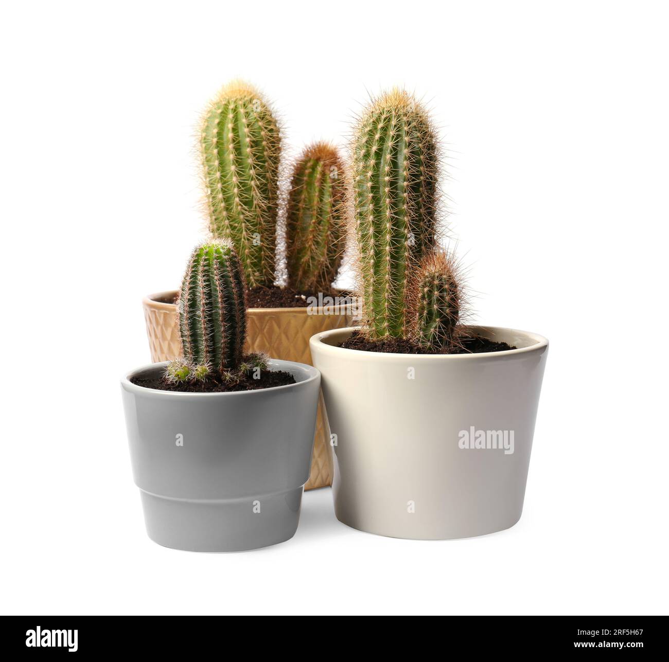 Beautiful green cacti in pots on white background Stock Photo