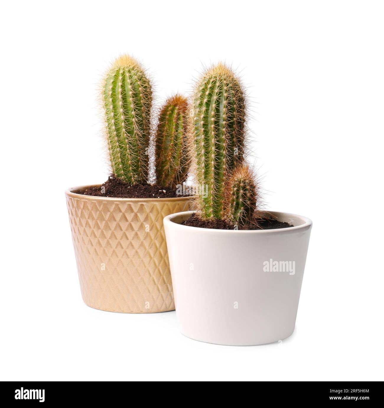 Beautiful green cacti in pots on white background Stock Photo