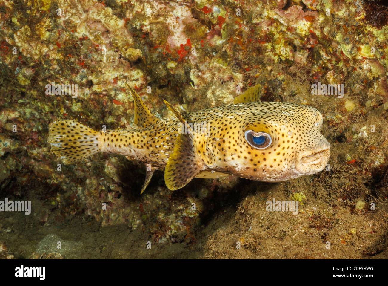 The spotted porcupinefish, Diodon hystrix, feed primarily at night on hard shelled invertebrates.  Hawaii. Stock Photo