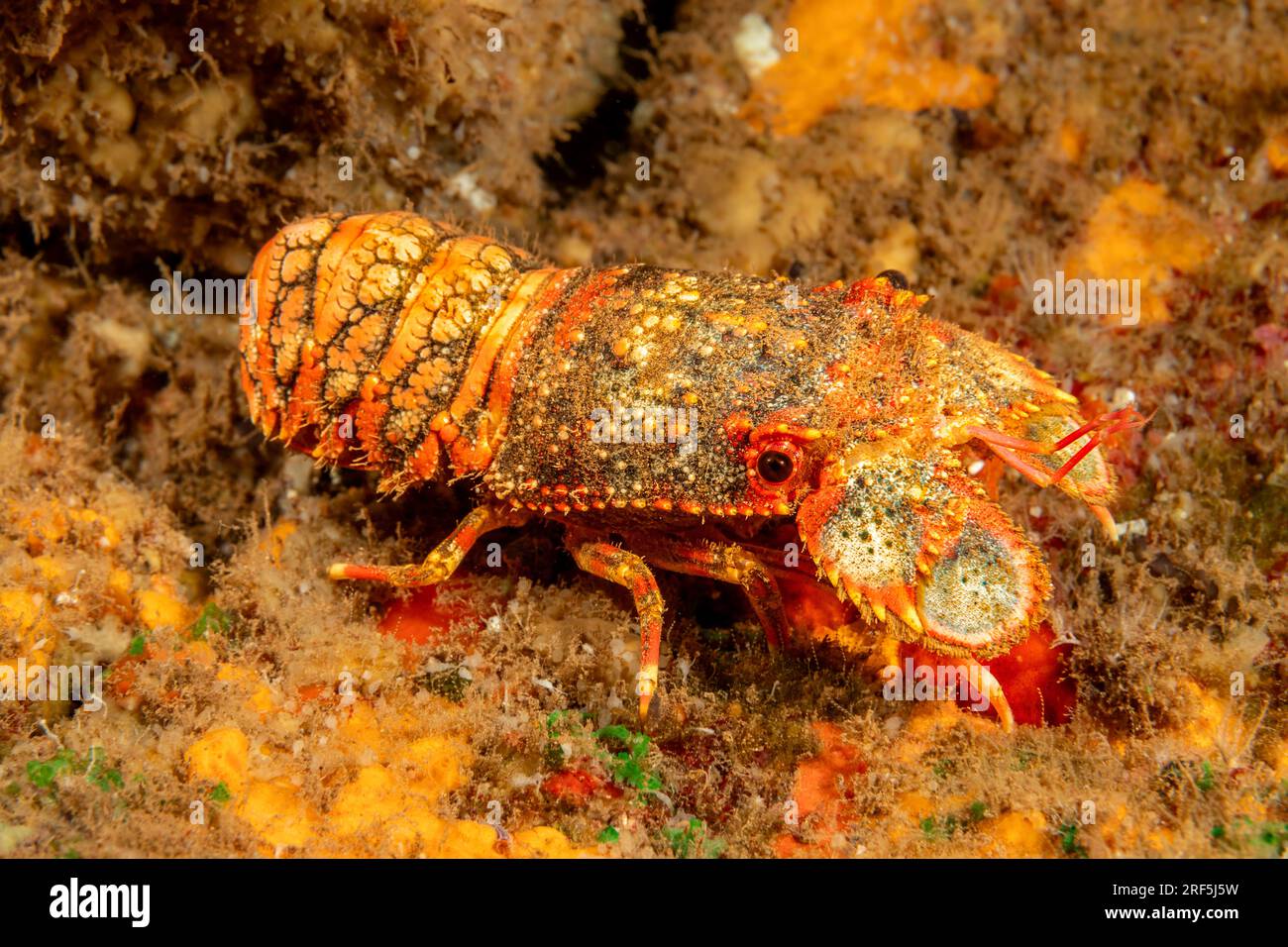 Sculptured Slipper Lobster | This species of lobster has no … | Flickr