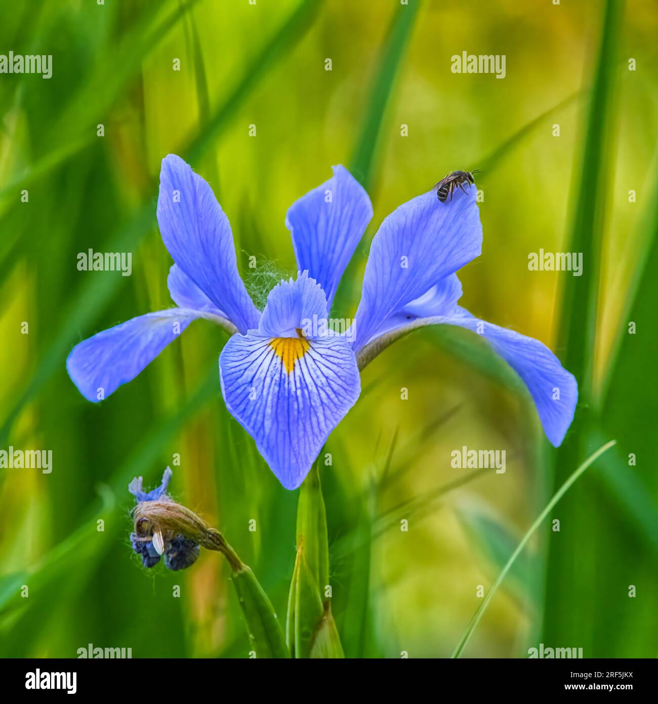 Purple Swamp Iris Stock Photo
