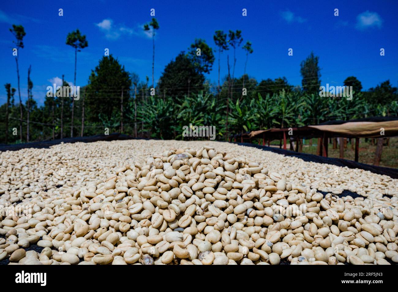 Red Coffee Beans Coffee red beans raw ripe farming in Kenya East Africa