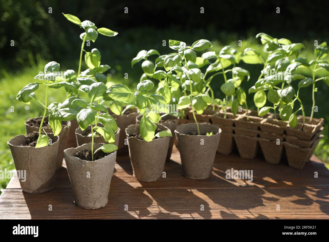 Beautiful seedlings in peat pots on wooden table outdoors Stock Photo ...