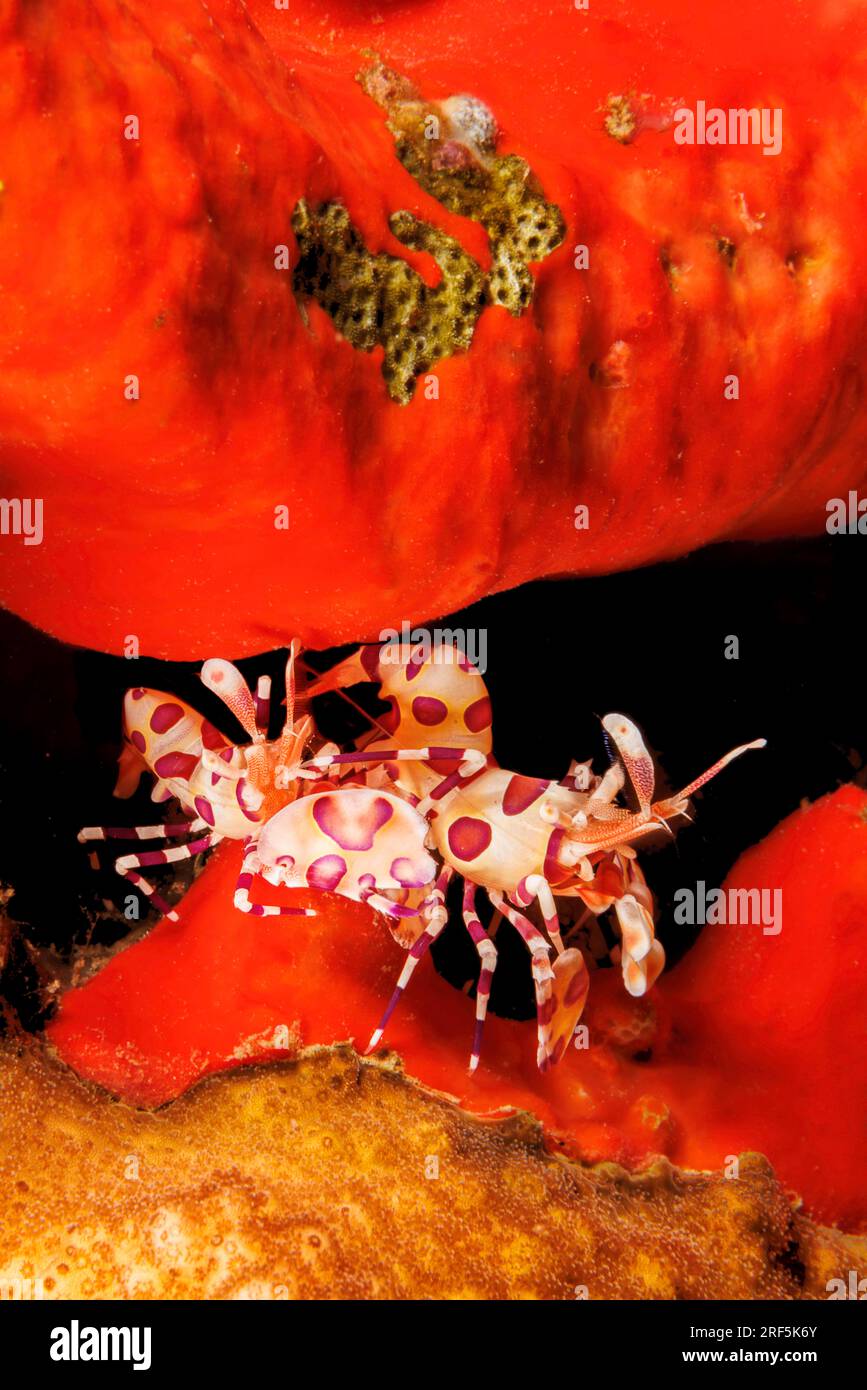 A mated pair of Harlequin shrimp, Hymenocera picta, in a crevice of red sponge, Hawaii. Stock Photo