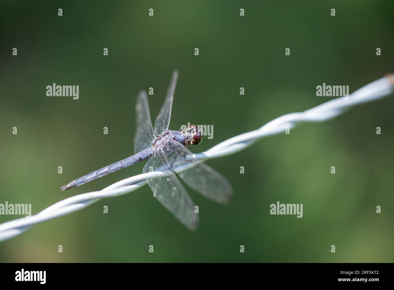 Large dragon fly sitting on wire fence Stock Photo