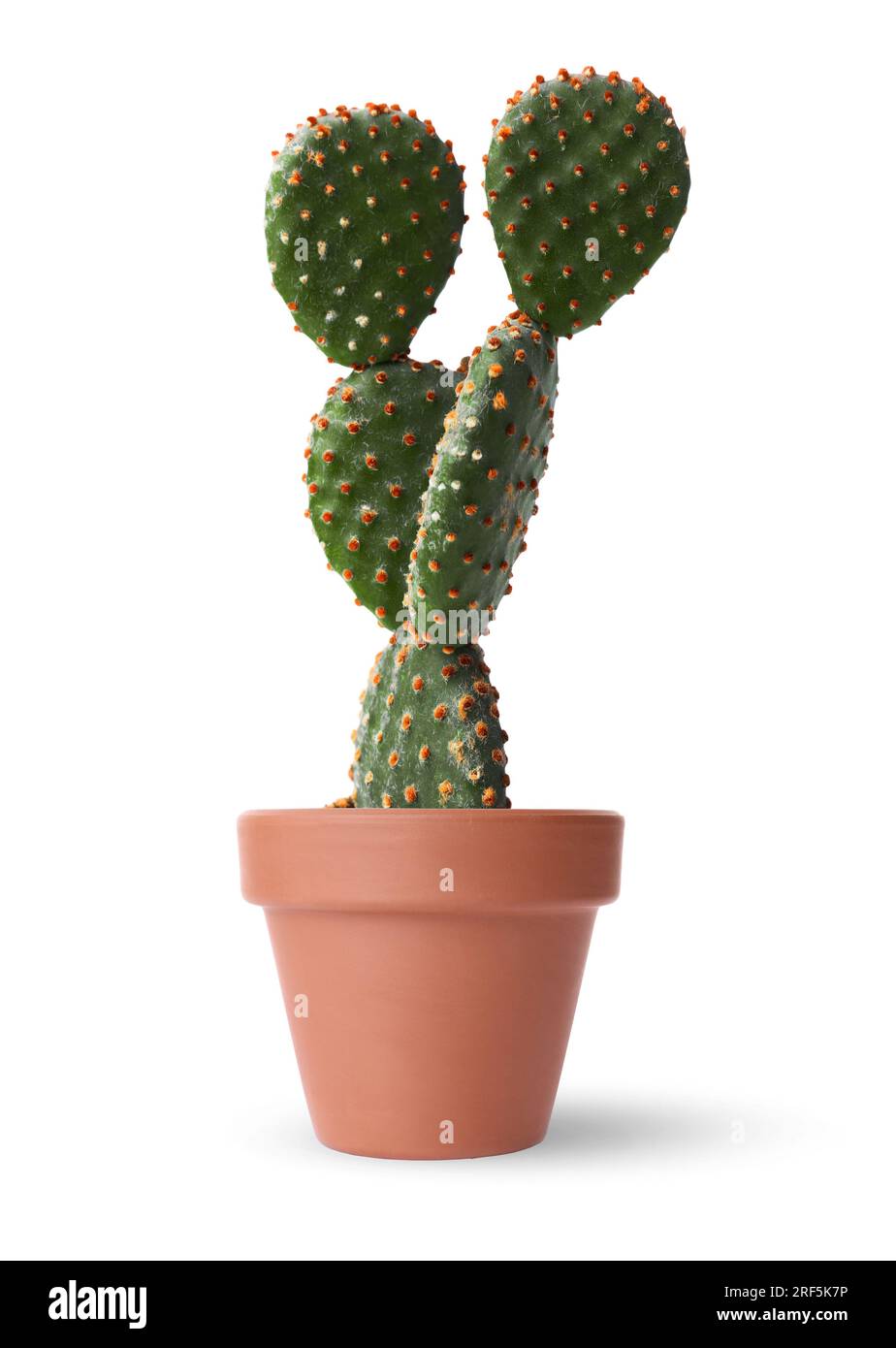 Beautiful green cactus in terracotta pot isolated on white Stock Photo ...