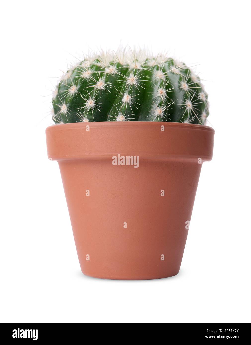 Beautiful green cactus in terracotta pot isolated on white Stock Photo ...