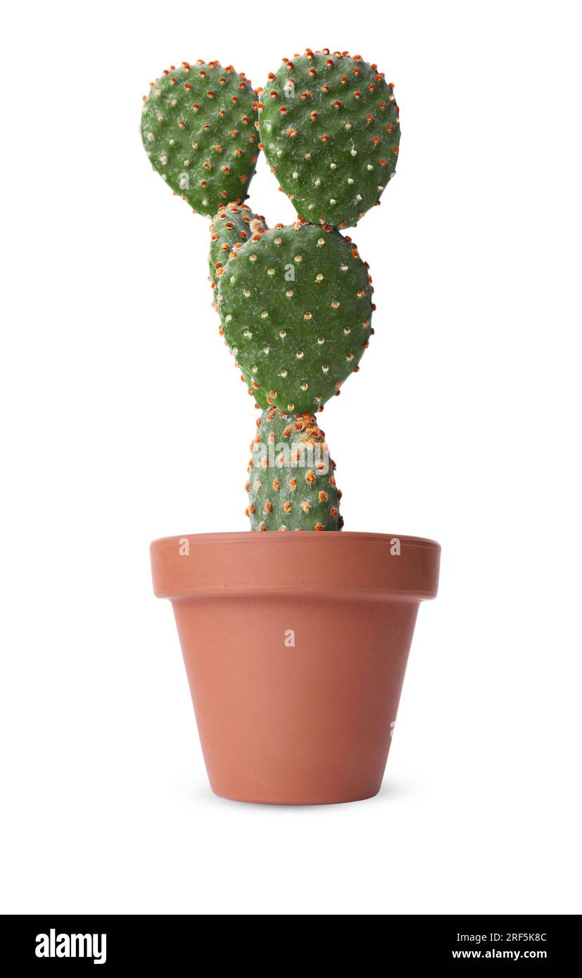 Beautiful green cactus in terracotta pot isolated on white Stock Photo ...