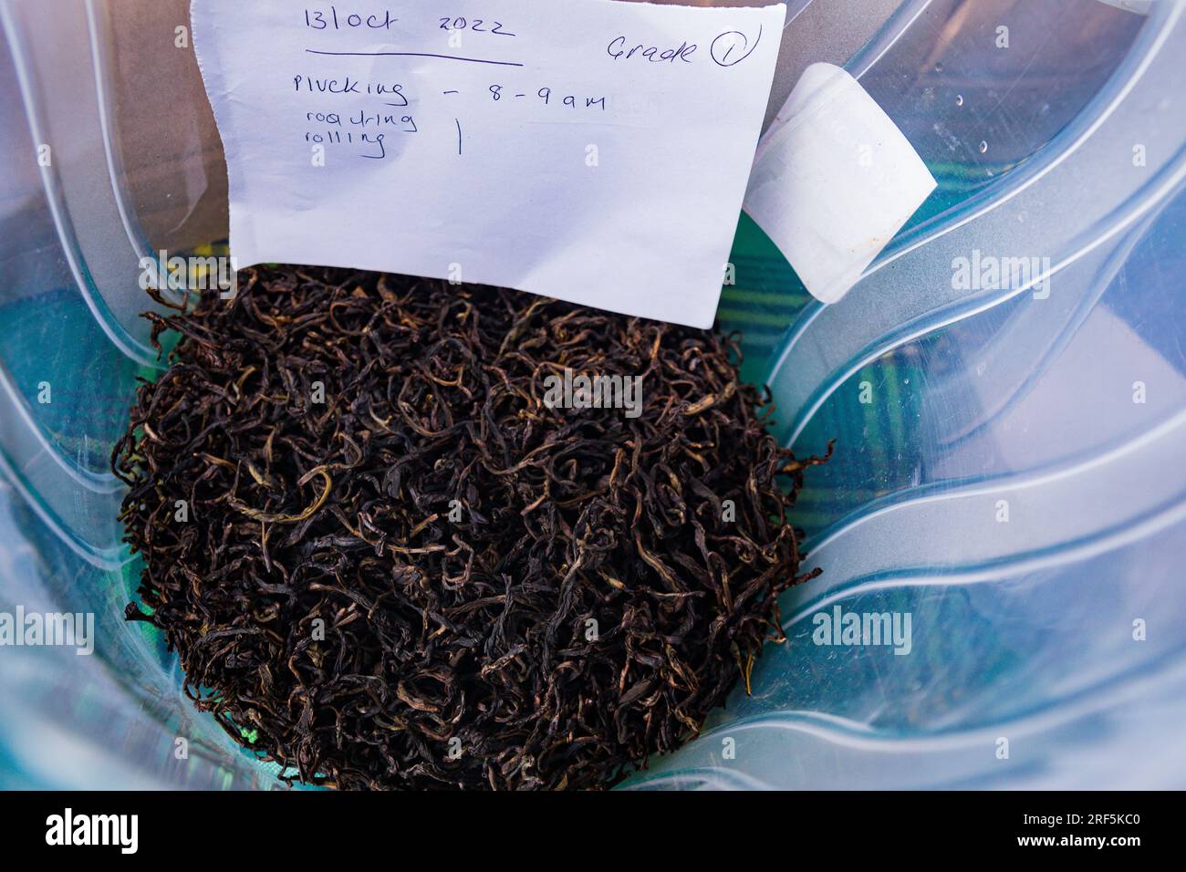 Tea Leaves Selection Sorting Processing In Kiambu County Kenya East Tea leaves selection sorting processing in kiambu county kenya east