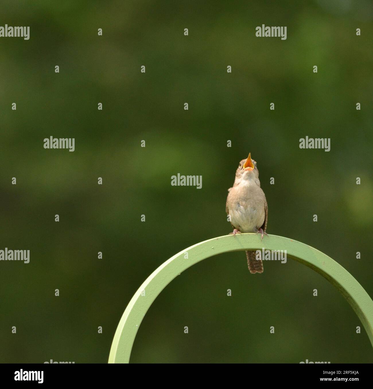 Small bird singing on a perch Stock Photo - Alamy