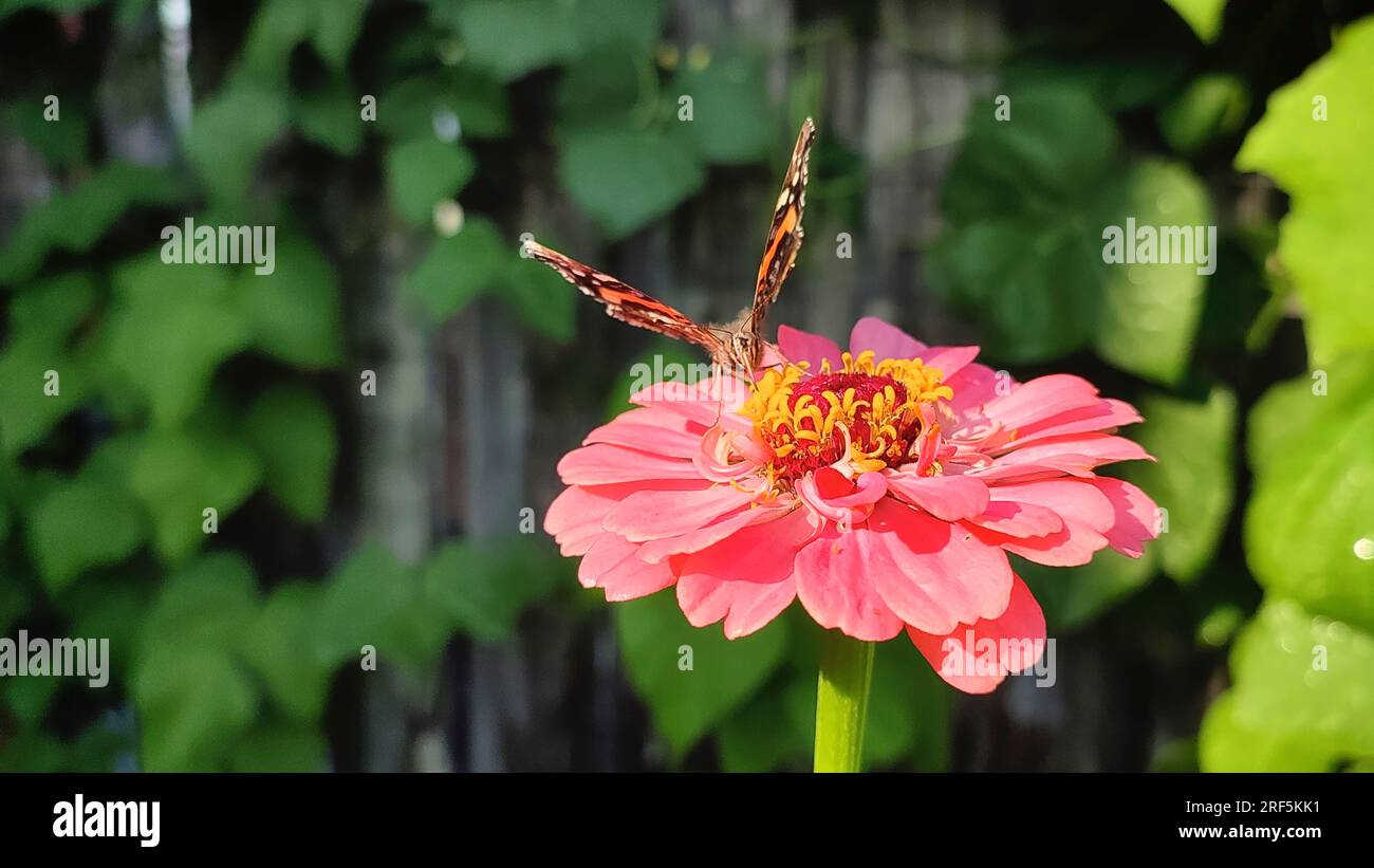 Monarch butterfly on zinnias flower Stock Photo