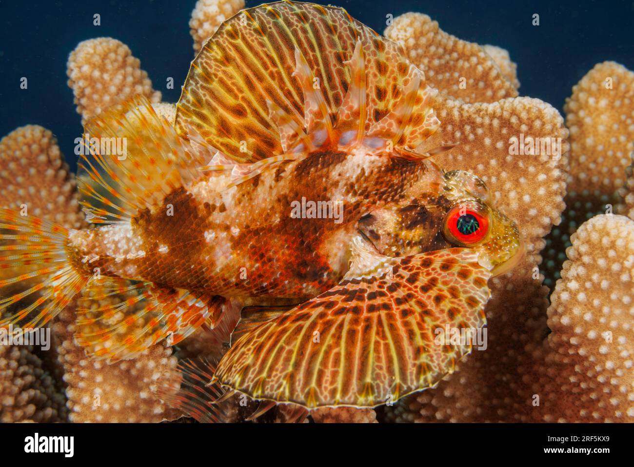 This Hawaiian lionfish, green lionfish or Barbers' lionfish, Dendrochirus barberi, in its antler coral home, Pocillopora eydouxi, Hawaii. Stock Photo