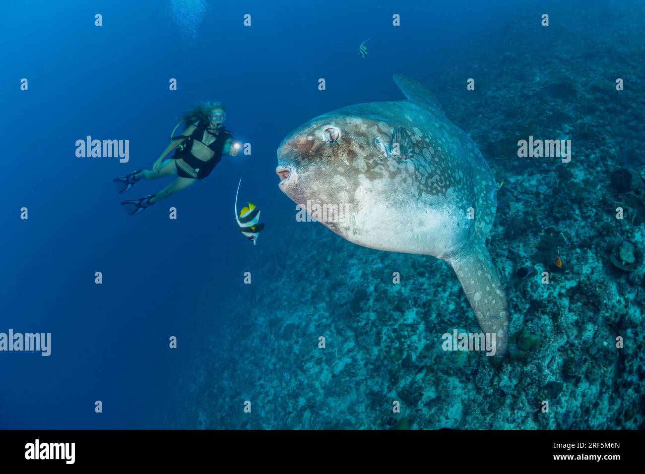 Diver (MR) looks on as this ocean sunfish, Mola mola, gets cleaned by longfin bannerfish, Crystal Bay, Nusa Penida, Bali Island, Indonesia, Pacific Oc Stock Photo